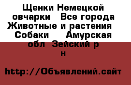 Щенки Немецкой овчарки - Все города Животные и растения » Собаки   . Амурская обл.,Зейский р-н